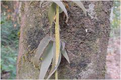 Oberonia brunoniana